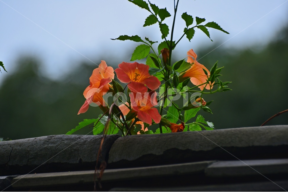 plant,식물,blossom,flower,꽃,능소화,능소화꽃,담장,기와,식물,자연,plants,nature,꽃,flower