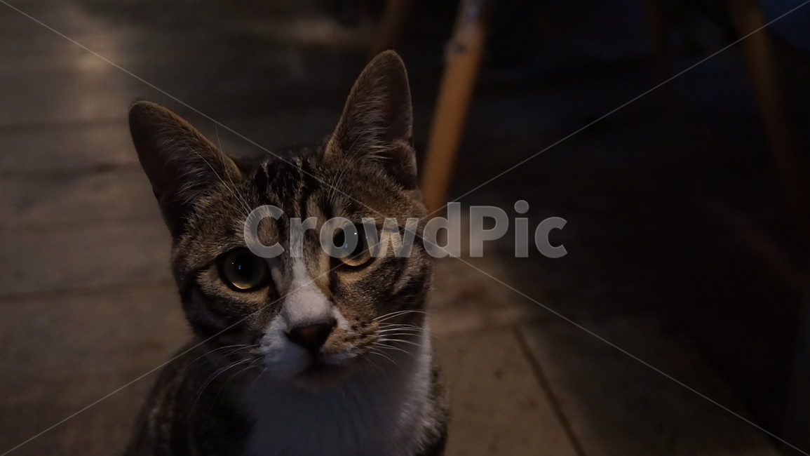 pet,고양이,cat,animal,동물,mammal,포유류,귀여움,반려동물,동물,animal,포유류,mammal,고양이,cat,kitten,kitty
