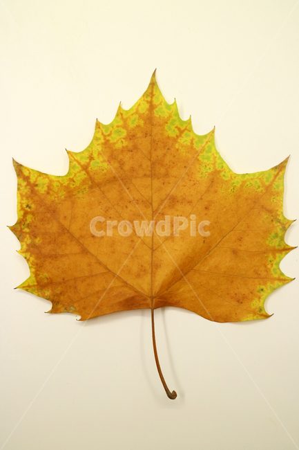 낙엽,가을,나뭇잎,잎,잎사귀,오브젝트,누끼,계절,식물,자연,낙엽잎,fallenleaves,deadleaves,가을낙엽,가을,계절,fall,autumn,season,plant,leaf,tree,나무