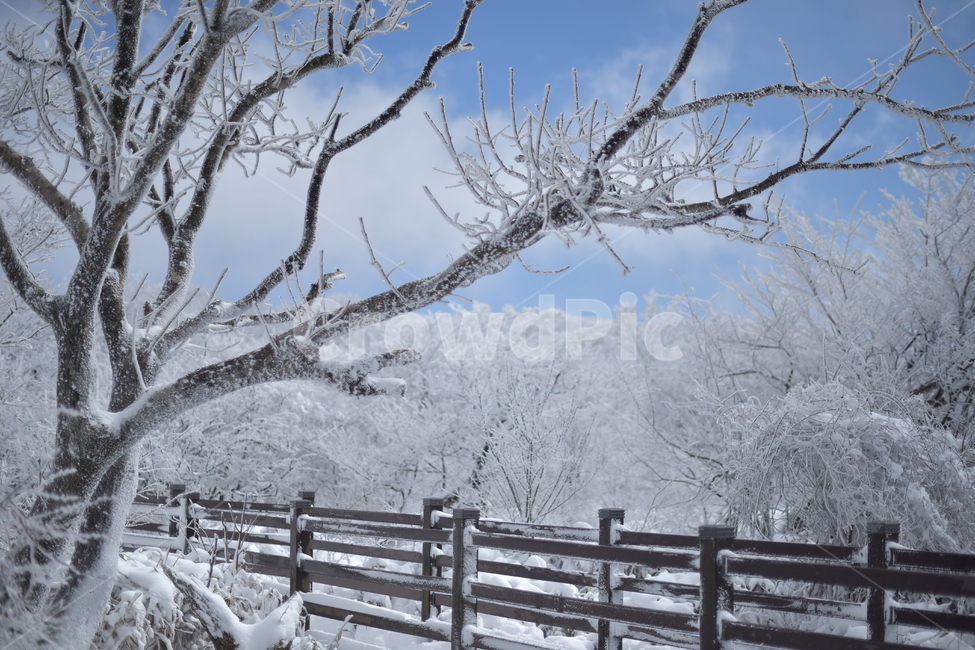 눈,상고대,길,눈쌓인나무,눈쌓인길,겨울풍경,겨울,계절,winter,season,자연,풍경,nature,landscape