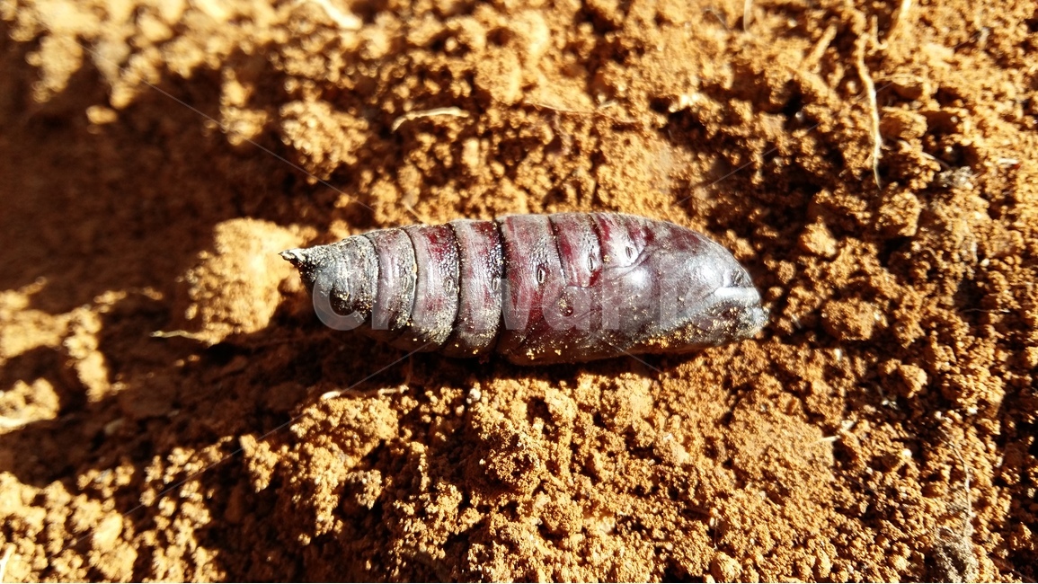 애벌레,번데기,나방유충,땅속곤충,큰애벌레,동물,animal,곤충,벌레,insect,bug