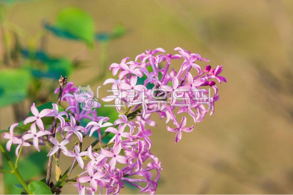 봄,라일락,보라색,꽃차례,꽃,꿀풀목,물푸레나무과,수수꽃다리속,식물,자연,야외,따뜻한,햇살,화창한,날씨,commonlilac,syringavulgaris,oleaceae,floweringplant,spring,lilac,purple,flowers,syringa,plants,nature,outdoor,warm,sunshine,sunny,weather