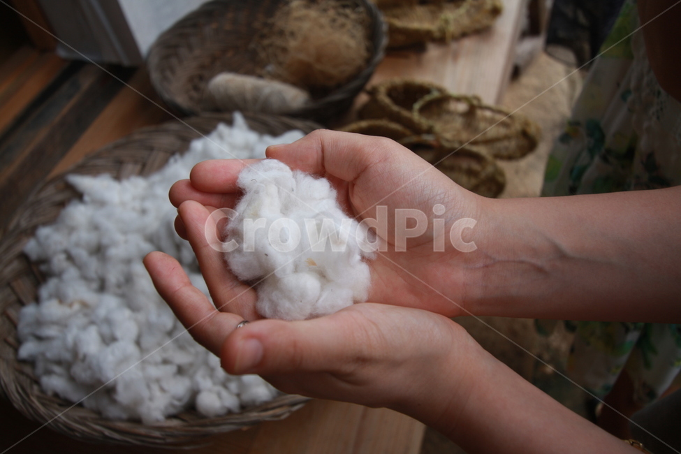 솜,목화솜,목화,천연솜,식물,cotton,cottonplant,식물,자연,plants,nature,신체일부,몸,body