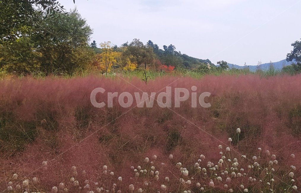 가을,핑크뮬리,분홍색꽃,분홍빛,가을꽃,예쁜꽃,가을,계절,fall,autumn,season,자연,풍경,nature,landscape,wilderness,황야,outdoors,옥외