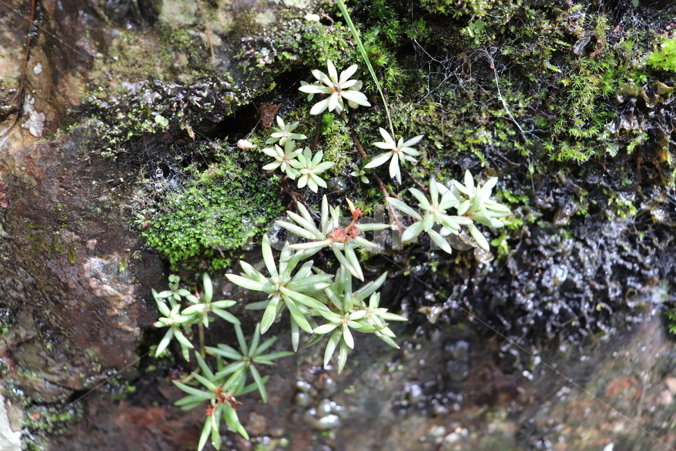 이끼,습지,산,moss,lichen,mountain,nature,자연,식물,자연,plants,nature