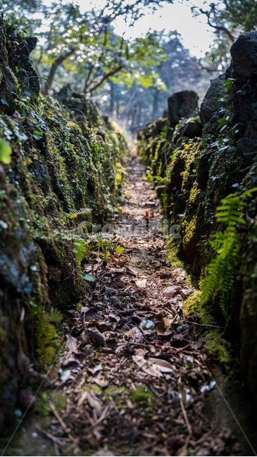제주도,비자림,제주도비자림,도랑,초록,초록숲,제주,제주관광지,landscape,jeju,bijarim,forest,겨울숲,자연,풍경,nature,landscape,ground,바닥
