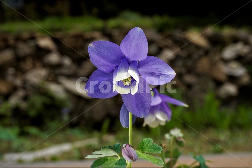 매발톱꽃,봄,만개,aquilegia,bud,columbine