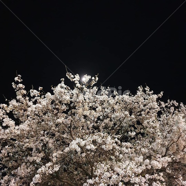 벚꽃,야간벚꽃,벚꽃놀이,봄,야간