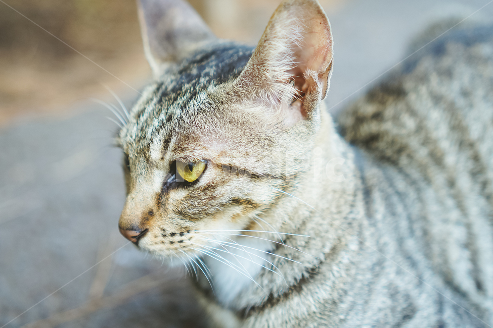 고양이,길고양이,반려동물,코리안숏헤어,냥이,귀여움,이쁨,고양이눈,접사,animal,beautiful,cat,cats,cute,eyes,kitten,kitty,mammal,nature,pet,pretty,yelloweyes,동물,animal,포유류,mammal,고양이,cat,kitten,kitty