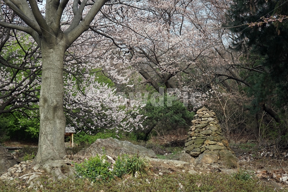 봄,나무,꽃,돌무지,spring,tree,blossom,rock,trees,nature,scenery,landscape,봄,계절,spring,season,자연,풍경,nature,landscape,plant,식물
