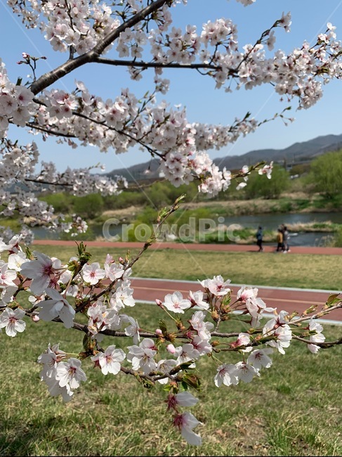 plant,식물,flower,blossom,꽃,cherryblossom,벚꽃,봄,나들이,봄햇살,봄날,강,하천,산책,spring