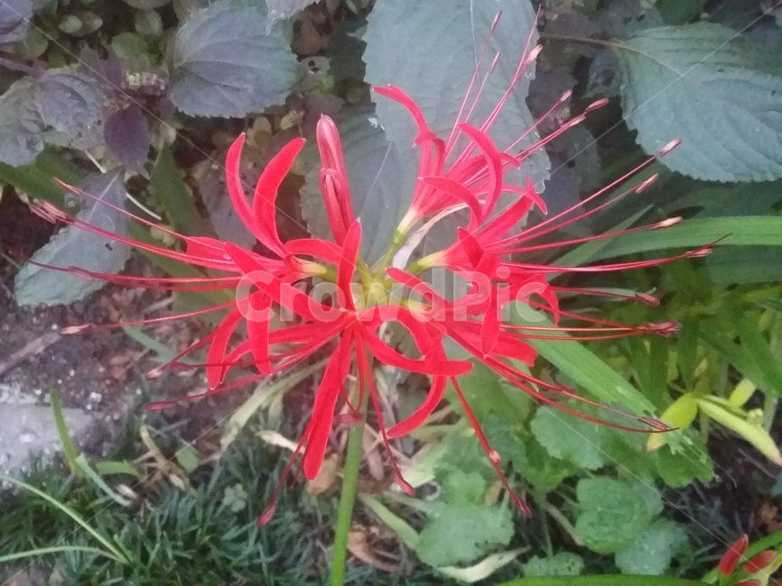 꽃,식물,flower,plant,자연,식물,자연,plants,nature