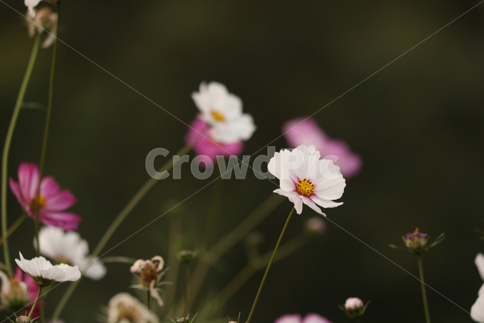 코스모스,줄기,봉우리,가을,하얀,가을,계절,fall,autumn,season,식물,자연,plants,nature,꽃,flower,plant,petal,꽃잎,blossom