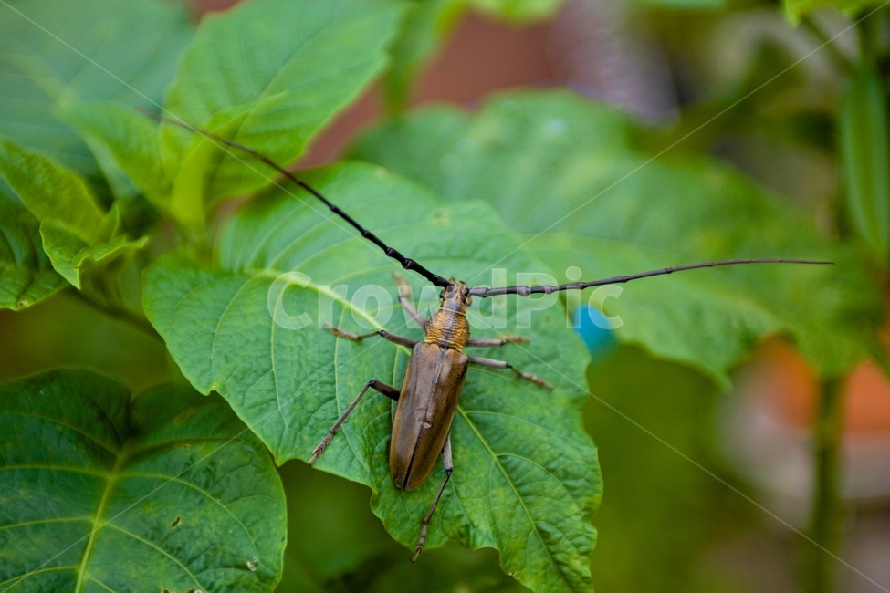 하늘소,곤충,초록,더듬이,beetle,alonghornedbeetle,동물,animal,곤충,벌레,insect,bug