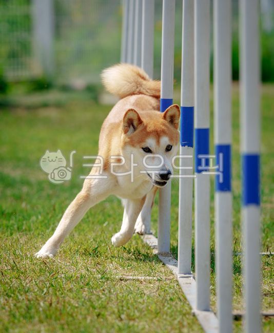 work out,active,Pets,shibainu,weave pole,puppy,Agility,Shiba Inu,animal,dog sports,agility,pet dog,mammalia,dog,pet