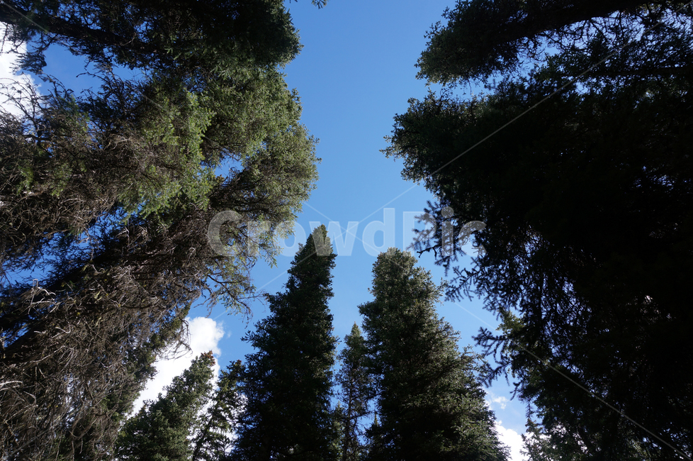 forest,숲,나무,tree,nature,자연