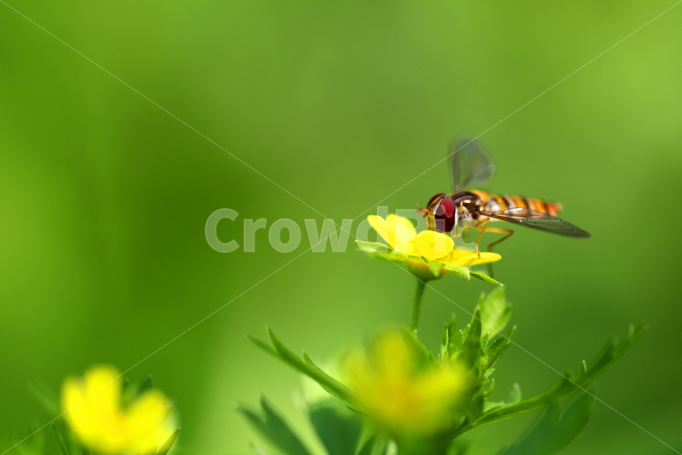 식물,꽃,곤충,벌,동물,식물,자연,plants,nature,꽃,flower,동물,animal,곤충,벌레,insect,bug
