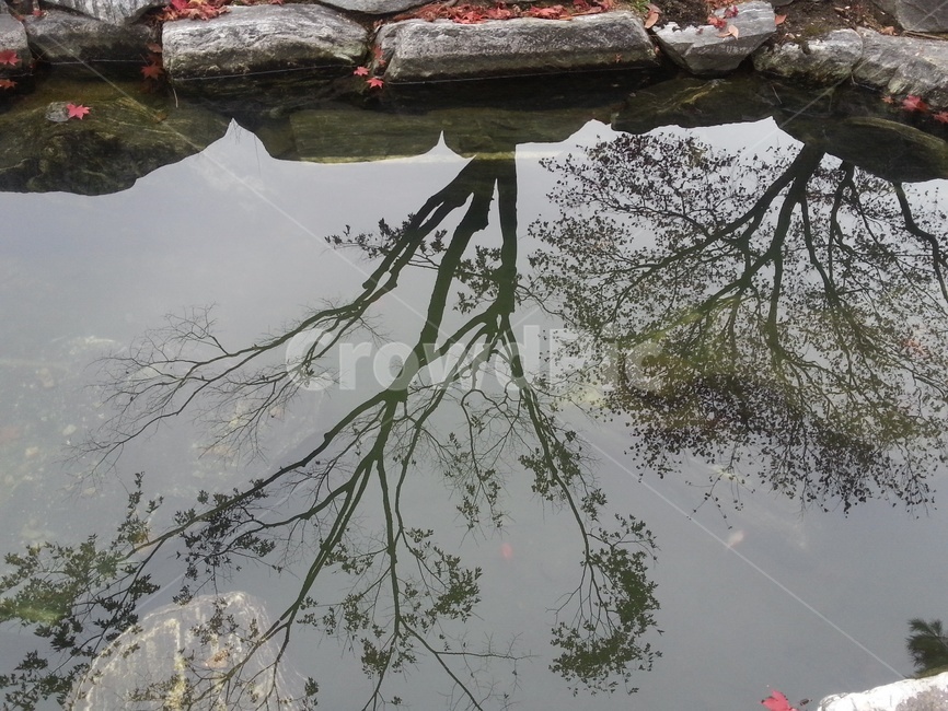 그림자,투영,연못,하늘,가을,자연,풍경,nature,landscape,outdoors,옥외,water,물