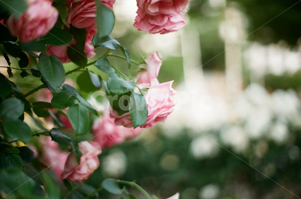 장미,분홍장미,로맨틱,꽃,플라워,식물,자연,plants,nature,꽃,flower