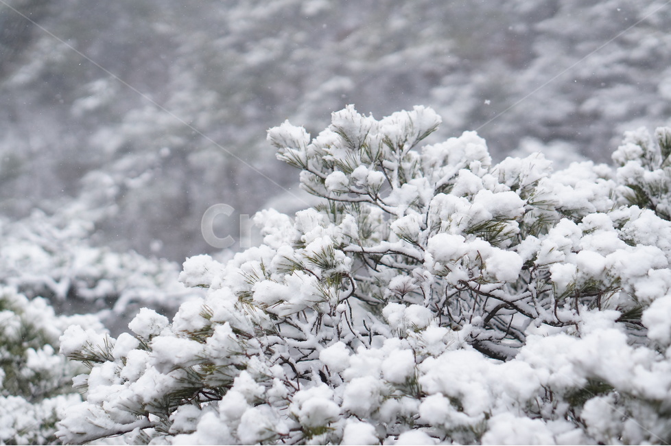 용봉산,겨울,눈,풍경,소나무,눈송이,겨울,계절,winter,season,식물,자연,plants,nature