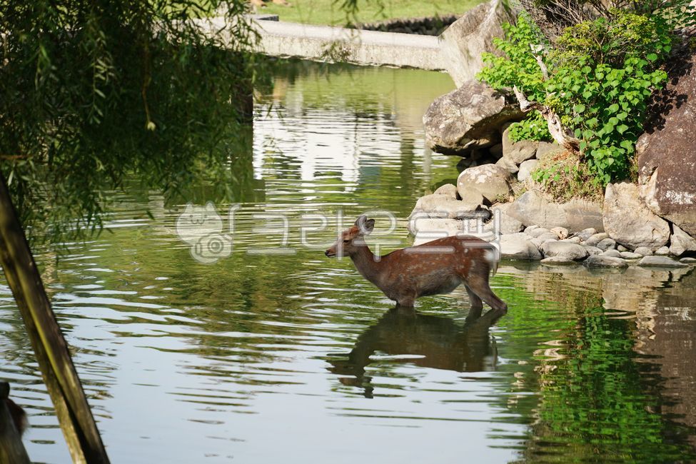 사슴,동물,나라공원,일본사슴공원,노루,사슴공원,공원,귀여운,일본,고라니,deer,nara,animal,japan