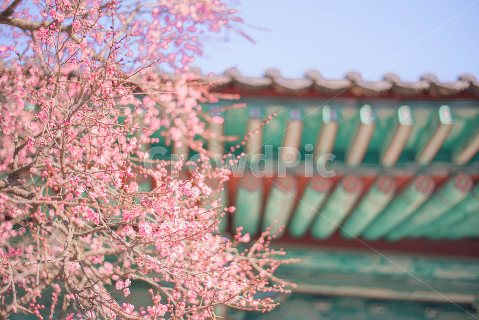 꽃,홍매화,절,봄꽃,매화,봄,계절,spring,season,한국전통,한국문화,korean traditional,korean culture,식물,자연,plants,nature,꽃,flower,건축물,건물외관,exterior,building,structure,architecture,construction,plant,cherry blossom,벚꽃,blossom