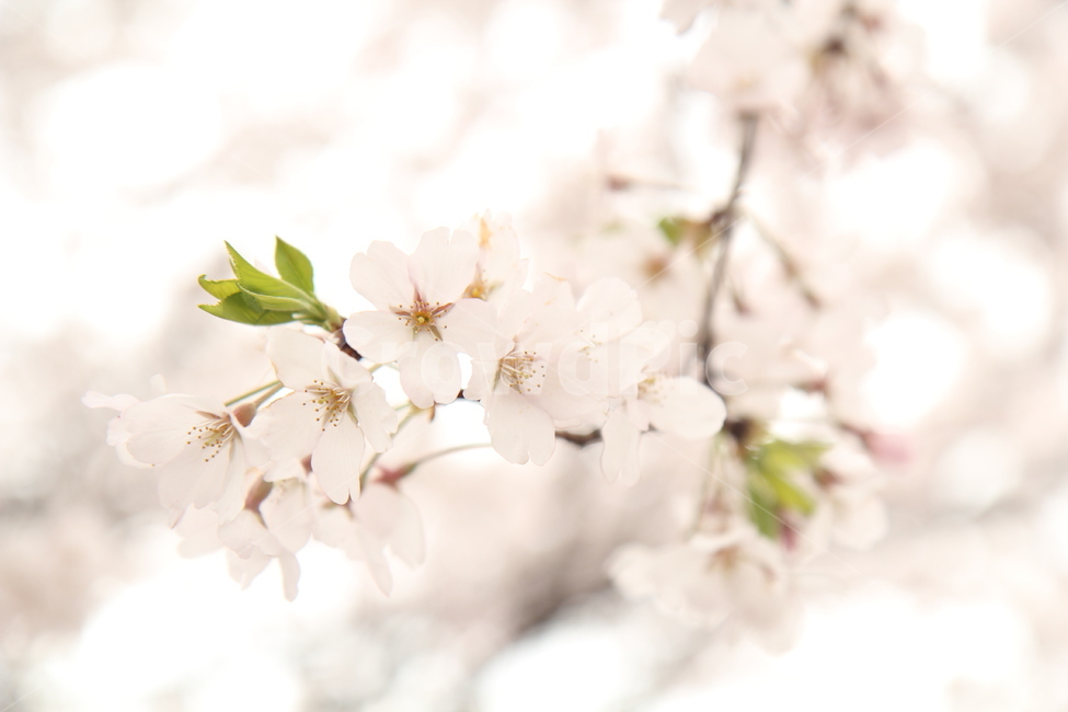 벗꽃,봄,기다림,따뜻함,기대,이쁘다,봄,계절,spring,season,식물,자연,plants,nature,꽃,flower,감성,sensible,feeling,plant