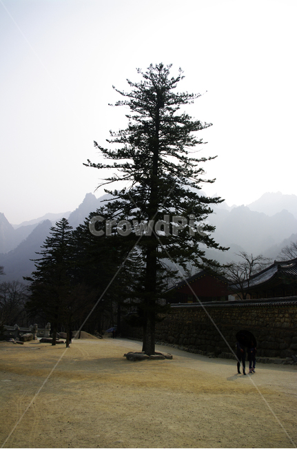 풍경,사찰,식물,tree,나무,plant,산