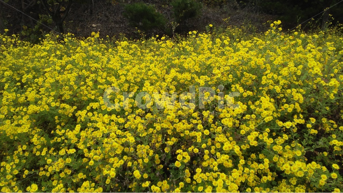 국화,소국화,노란색국화,들국화,가을,식물,자연,plants,nature,꽃,flower