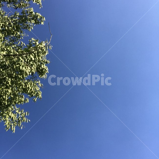식물,나무,tree,풍경,맑음,맑은하늘