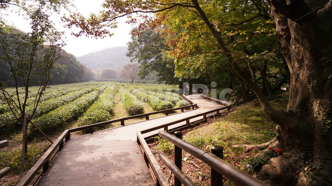 숲길,다리,산책,산책로,풀숲,산,나무,풀밭,자연,자연,풍경,nature,landscape