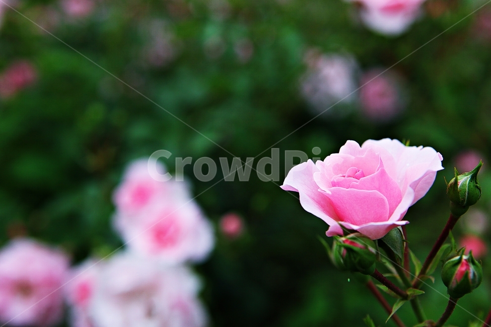 장미,장미꽃,꽃,장미원,봄꽃