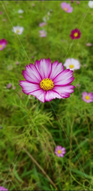 꽃,코스모스,자연,꽃밭,꽃잎,식물,자연,plants,nature,꽃,flower