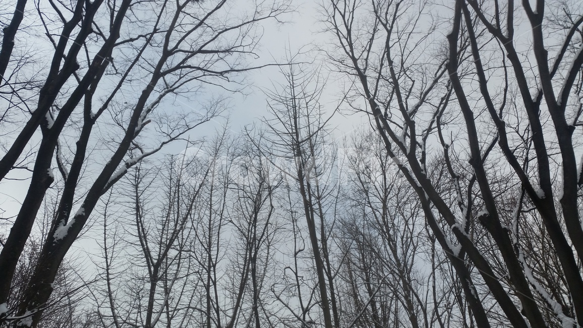 tree,나무,plant,식물,하늘,자연,겨울,계절,winter,season