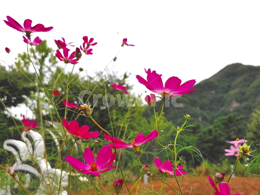 코스모스,가을꽃,풍경,꽃,구름,하늘