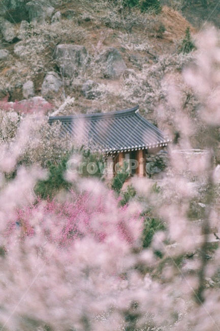 매화꽃,매화꽃배경,매화축제,매화나무,꽃,흰꽃,flowe,flowes,매화배경,매화꽃나무,매화꽃축제,매화,꽃배경,흰꽃배경,봄,계절,spring,season,자연,풍경,nature,landscape,한국자연풍경,한국자연경관,korea nature landscape,감성,sensible,feeling,outdoors,옥외,building,건물,rural,농촌,shelter,피난처