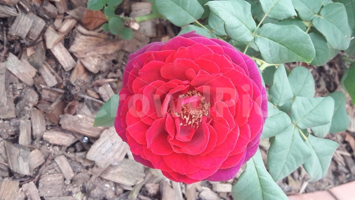 꽃,장미,빨강,활짝,사랑,식물,자연,plants,nature,꽃,flower