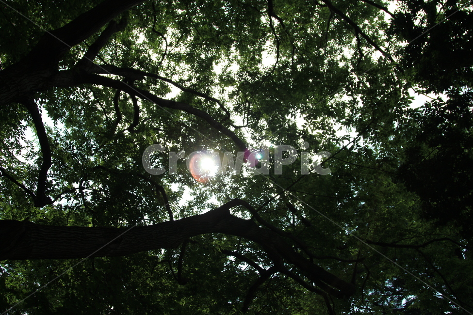 flare,플레어,light,빛,나무