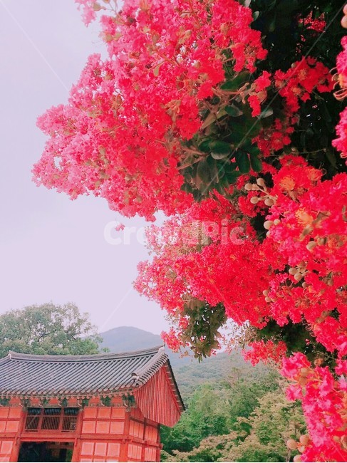 자연,절,나무꽃,조화로움,풍경