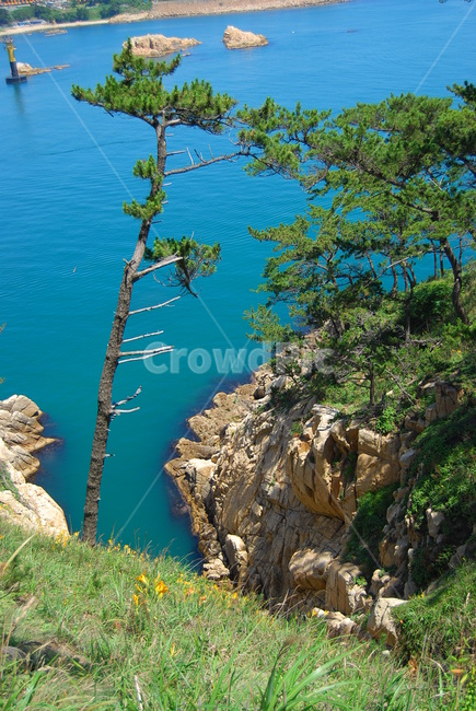 자연,바다,풍경,여름,대왕암,자연,풍경,nature,landscape,한국자연풍경,한국자연경관,korea nature landscape,식물,plants,나무,trees,wood,outdoors,옥외,water,물