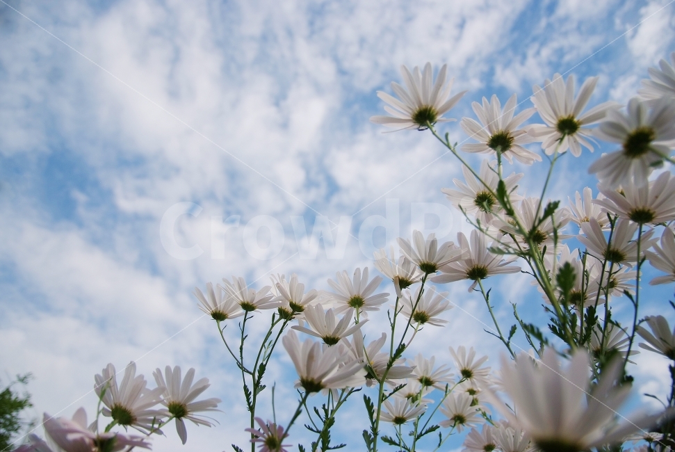 구절초,가을꽃,하늘,가을하늘,flowers,sky,꽃밭,가을,계절,fall,autumn,season,식물,자연,plants,nature,꽃,flower,plant,daisies,데이지,blossom,daisy