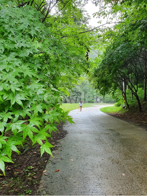 산책,산책길,힐링,걷기,한국산,통고산,우거진숲,숲길,산책로,등산