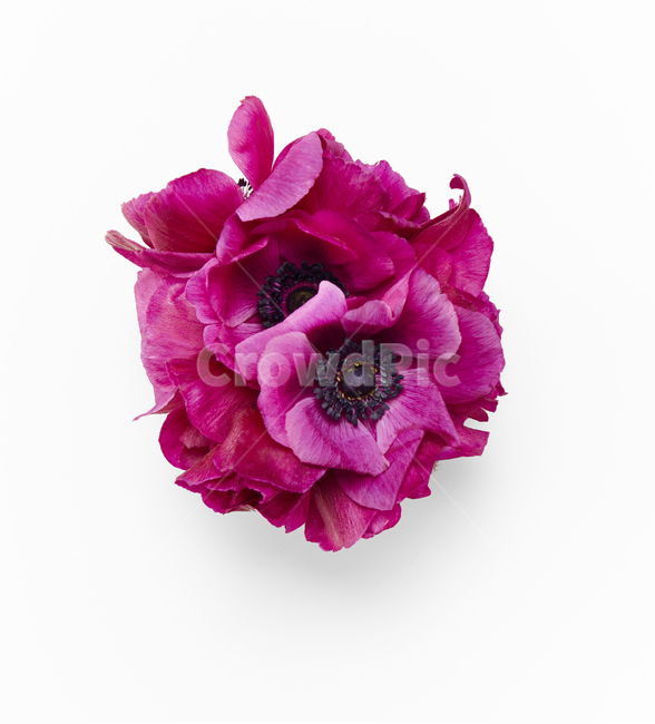 꽃,꽃머리,꽃정탑,꽃촬영,redfllower,꽃,flower,누끼,remove background