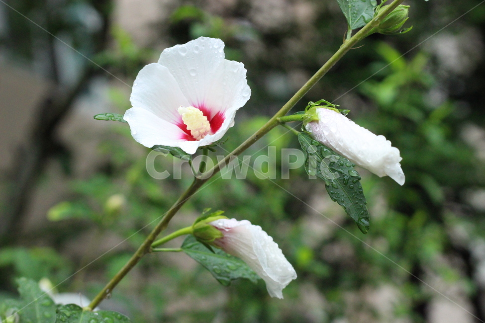 꽃,봄,설레임,따뜻함,감성사진,색감,필름사진,sesible,feeling,계절,season,식물,자연,plants,nature,flower,경치,landscape,pink,무궁화,시작,start,spring,식물,자연,plants,nature,꽃,flower