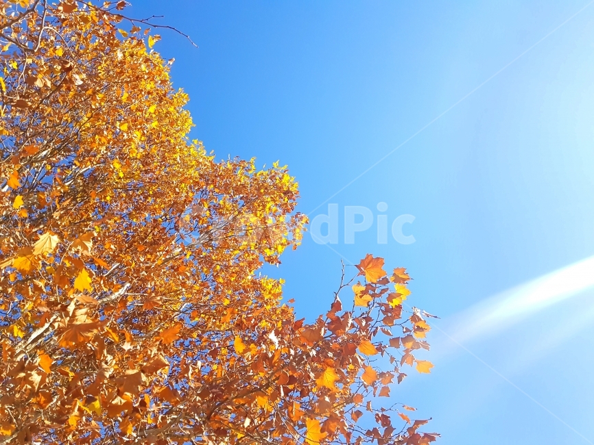 하늘,가을,낙엽,자연,풍경,가을하늘,하늘사진,낙엽사진,자연풍경,풍경사진,monotone,photography,landscape,autumnsky,fall,가을,계절,fall,autumn,season,자연,풍경,nature,landscape,식물,plants,나무,trees,wood,tree,plant