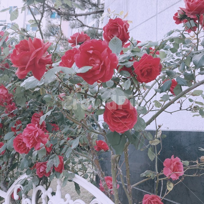 장미,꽃,초여름,봄,길거리,잡초
