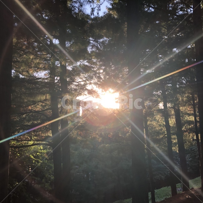빛,나무,산책,산책로,해질녁
