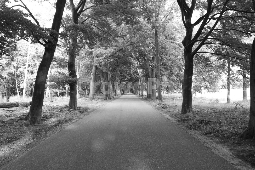 네덜란드,크뢸러뮐러박물관,길,netherlands,krollermullermuseum,road,자연,풍경,nature,landscape,식물,plants,나무,trees,wood,흑백,모노톤,monochrome,black and white,tree,plant,tree trunk,나무 줄기
