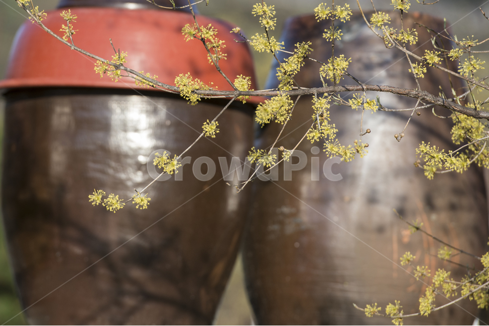 산수유,노랑,항아리,꽃,여주,산수유마을,봄,spring,plant,식물