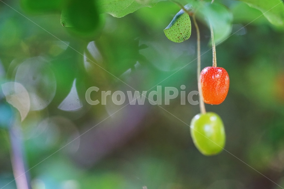 보리수열매,보리수나무,보리수,토종나무,열매,식물,자연,plants,nature,과일,열매,fruit